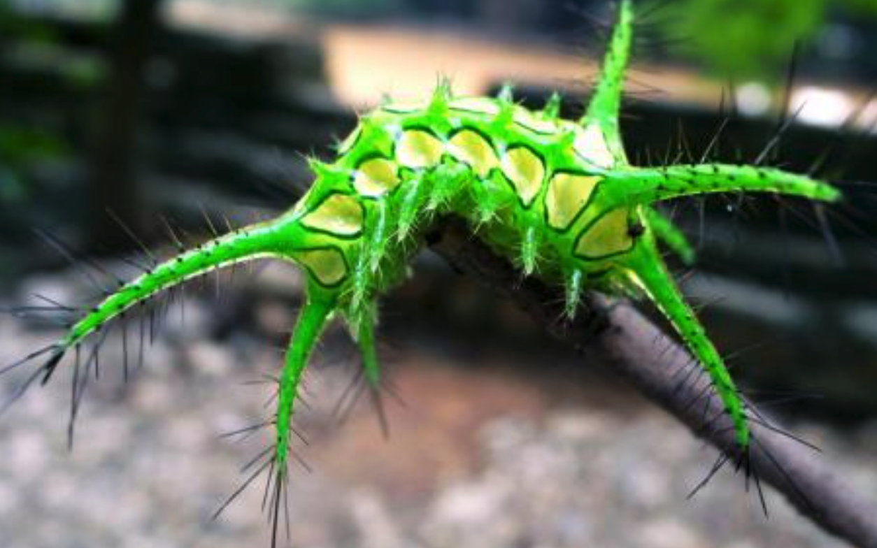 活辣子、八角釘